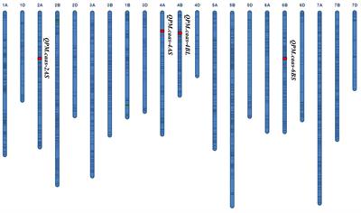 Identification of genetic loci for powdery mildew resistance in common wheat